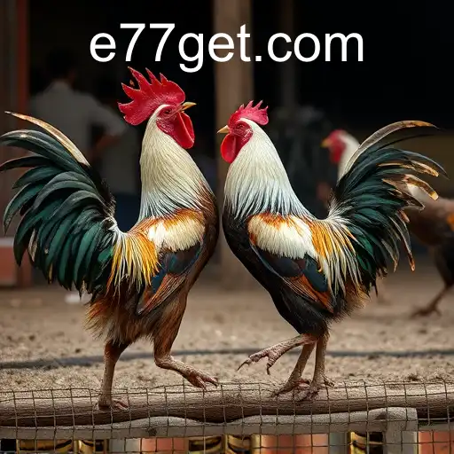 Understanding the Complex World of Cockfighting: A Look into Tradition and Controversy